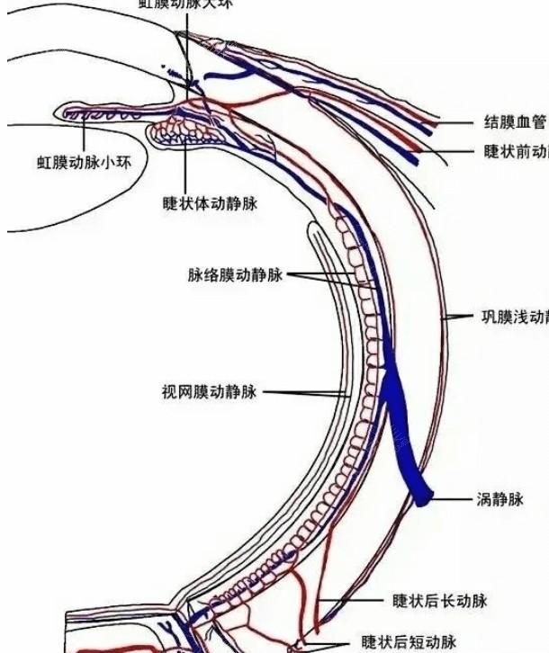 来看看青岛眼科医院白内障手术要多少钱 连续视程晶体23000|无极变焦晶体30000