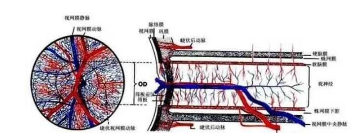 更新惠州眼科医院白内障手术要多少钱 做双焦点晶体16800/单焦点晶体15900挺便宜