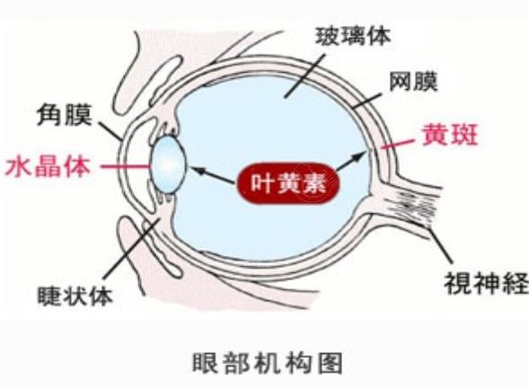 青岛老视手术排名前2的眼科医院汇总 青岛有名的是青岛华厦、鹿晰、青岛福柏眼科医院